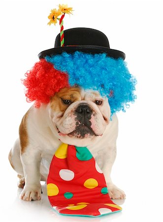 simsearch:400-05306211,k - english bulldog dressed up like a clown with reflection on white background Stock Photo - Budget Royalty-Free & Subscription, Code: 400-05306104