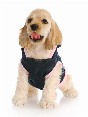 simsearch:400-07571868,k - adorable cocker spaniel puppy with cute expression wearing blue and pink dog coat on white background Fotografie stock - Microstock e Abbonamento, Codice: 400-05306205