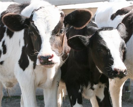 Two Holstein calves Photographie de stock - Aubaine LD & Abonnement, Code: 400-05306200