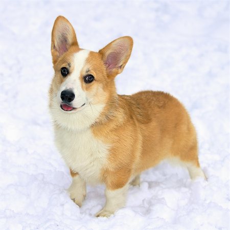 pembroke corgi - Dog breed Pembroke Welsh Corgi in snow Stock Photo - Budget Royalty-Free & Subscription, Code: 400-05306218