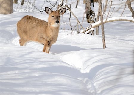 simsearch:400-04793517,k - Whitetail deer yearling standing in the woods in winter snow. Foto de stock - Super Valor sin royalties y Suscripción, Código: 400-05306300