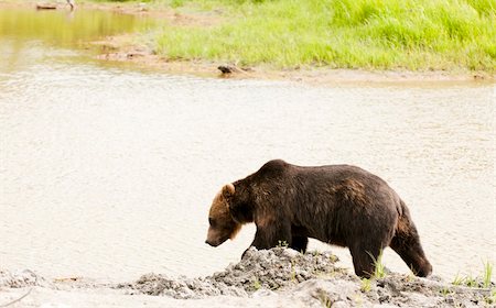 simsearch:400-05306351,k - Alaskan grizzly bear walking next to water Stock Photo - Budget Royalty-Free & Subscription, Code: 400-05306351