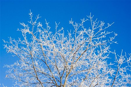 simsearch:400-05306863,k - Frost covered tree branches against blue sky Fotografie stock - Microstock e Abbonamento, Codice: 400-05306865