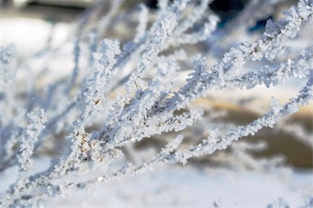 simsearch:400-05306863,k - Snow crystals on tree branch Fotografie stock - Microstock e Abbonamento, Codice: 400-05306866