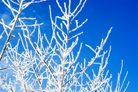 simsearch:400-05306863,k - Frosted icy tree branches against bright blue sky Photographie de stock - Aubaine LD & Abonnement, Code: 400-05306863