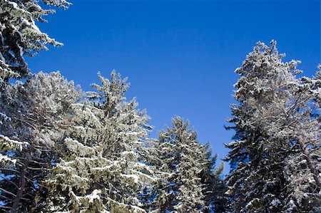 simsearch:400-05306863,k - Tall evergreen trees with snow covered branches against blue sky Photographie de stock - Aubaine LD & Abonnement, Code: 400-05306870