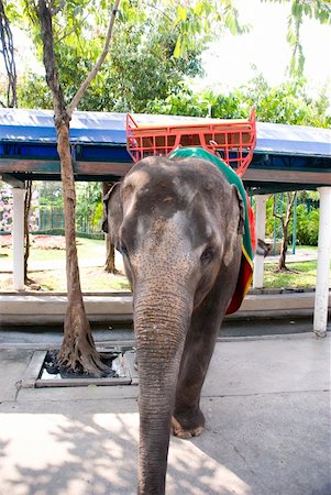 elephant waiting for tourists Thailand Stock Photo - Budget Royalty-Free & Subscription, Code: 400-05307186