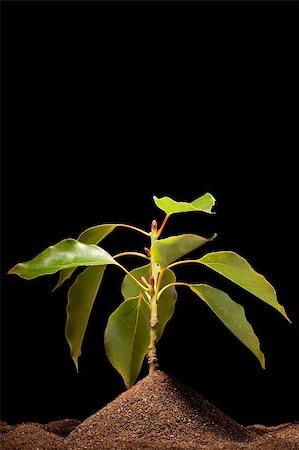 simsearch:400-08334430,k - The young green sprout in the ground. Fotografie stock - Microstock e Abbonamento, Codice: 400-05307266