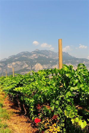 simsearch:400-06177113,k - The Vineyard At the Foot Of The Italian Alps Foto de stock - Royalty-Free Super Valor e Assinatura, Número: 400-05307348