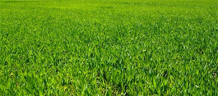 simsearch:400-05731622,k - green grass, background texture, outdoor Stock Photo - Budget Royalty-Free & Subscription, Code: 400-05307472