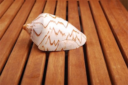 simsearch:400-07553606,k - Sea shell with  reflection against braun background Stock Photo - Budget Royalty-Free & Subscription, Code: 400-05307515