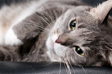 simsearch:400-07569076,k - big cat is lying on a chair Photographie de stock - Aubaine LD & Abonnement, Code: 400-05307660