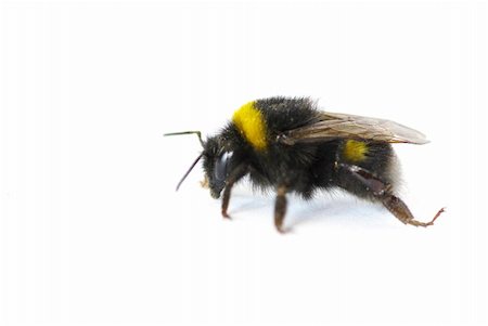 simsearch:400-04909471,k - bumblebee isolated on a white Photographie de stock - Aubaine LD & Abonnement, Code: 400-05307739