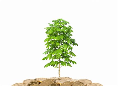 simsearch:400-07574972,k - golden coins and green tree isolated on white Stock Photo - Budget Royalty-Free & Subscription, Code: 400-05307805