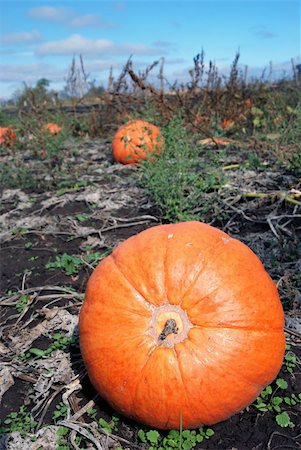 orange pumpkins in the field Stock Photo - Budget Royalty-Free & Subscription, Code: 400-05307996