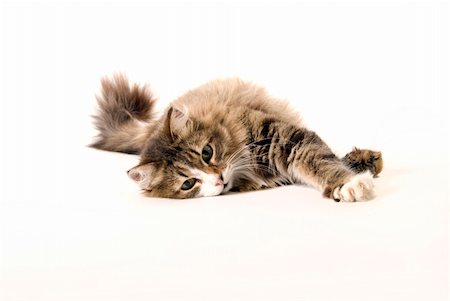 Close-up photo of the cute fluffy cat Stockbilder - Microstock & Abonnement, Bildnummer: 400-05308044