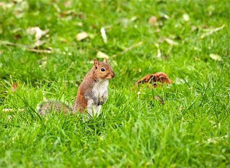 Squirrel eating a nut in the park of Genova Nervi Stock Photo - Budget Royalty-Free & Subscription, Code: 400-05308217