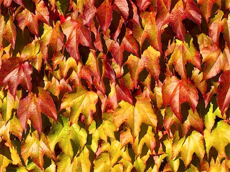 green and red leaves in autumn Stock Photo - Budget Royalty-Free & Subscription, Code: 400-05308222
