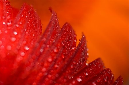 Red gerber / daisy with blurred background Foto de stock - Royalty-Free Super Valor e Assinatura, Número: 400-05308244