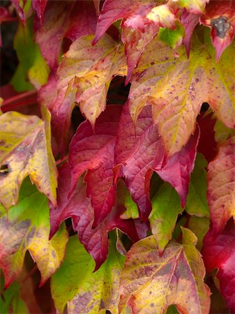 red and yellow leaves spread like a carpet in early autumn Stock Photo - Budget Royalty-Free & Subscription, Code: 400-05308247