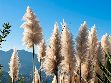 Phragmites australis:It is a perennial herb species, rhizomatous and can reach 4 meters in height. Stock Photo - Budget Royalty-Free & Subscription, Code: 400-05308292