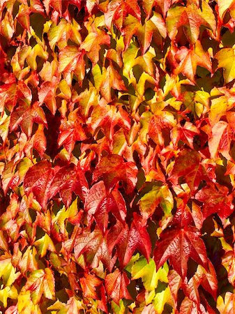 red and yellow leaves spread like a carpet in early autumn Stock Photo - Budget Royalty-Free & Subscription, Code: 400-05308293