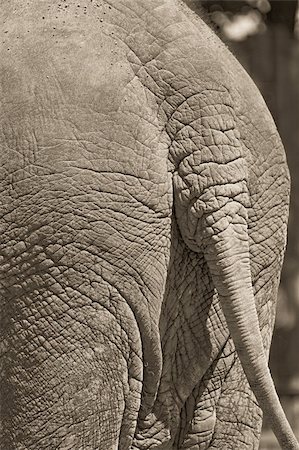 Back side of an african elephant, textured skin Stock Photo - Budget Royalty-Free & Subscription, Code: 400-05308314
