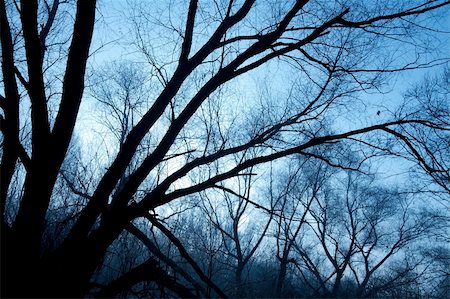 spooky night sky - Bare trees of a forest in winter, silhouettes against evening sky Stock Photo - Budget Royalty-Free & Subscription, Code: 400-05308322