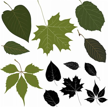 Leaves Stock Photo - Budget Royalty-Free & Subscription, Code: 400-05308486