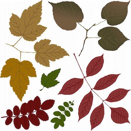 Leaves Stock Photo - Budget Royalty-Free & Subscription, Code: 400-05308487