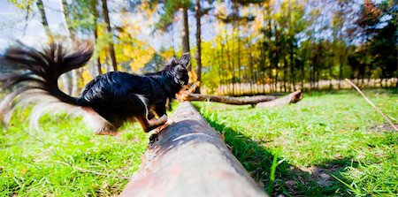 fall aspen leaves - Long-haired Chihuahua dog in autumn park Stock Photo - Budget Royalty-Free & Subscription, Code: 400-05308810