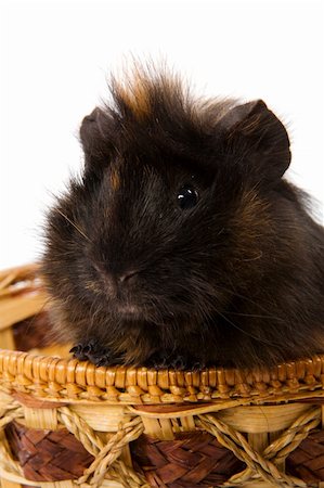 cavy pet sitting in basket isolated on white Photographie de stock - Aubaine LD & Abonnement, Code: 400-05308938