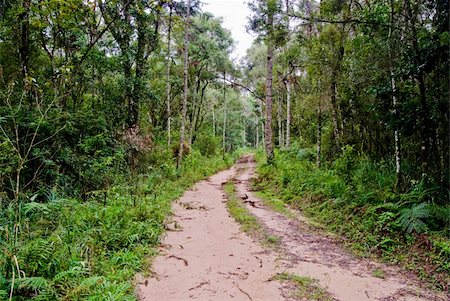 simsearch:400-08348471,k - Rural road into the araucaria forest in southern Brazil, Parana State. Stockbilder - Microstock & Abonnement, Bildnummer: 400-05309206