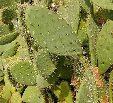 Close up of a cactus plant Stock Photo - Budget Royalty-Free & Subscription, Code: 400-05309214