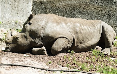 rhino south africa - White rhinoceros sleeping in Kaliningrad zoo, Russia Stock Photo - Budget Royalty-Free & Subscription, Code: 400-05309281