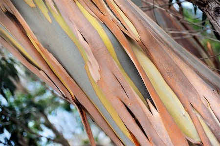 eucalypt tree - Eucalyptus, Gum Tree, north of Madeira island,  Portugal Foto de stock - Super Valor sin royalties y Suscripción, Código: 400-05309525