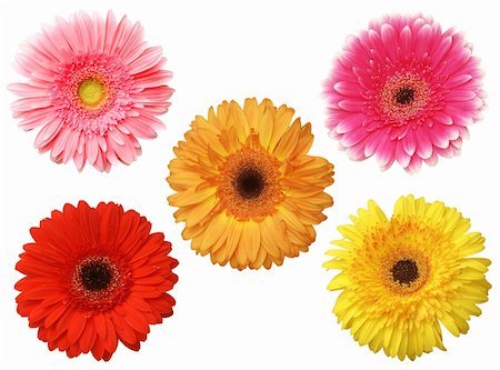 pink african daisy - five gebera (african daisy) isolated on white Stock Photo - Budget Royalty-Free & Subscription, Code: 400-05309555