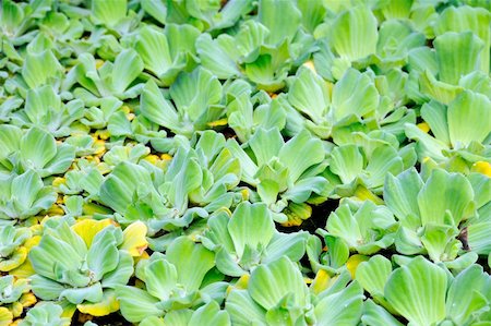 funchal - Pistia (Water cabbage) - detail Stock Photo - Budget Royalty-Free & Subscription, Code: 400-05309648