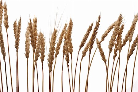 peasant farm - Wheat ears Stock Photo - Budget Royalty-Free & Subscription, Code: 400-05309792