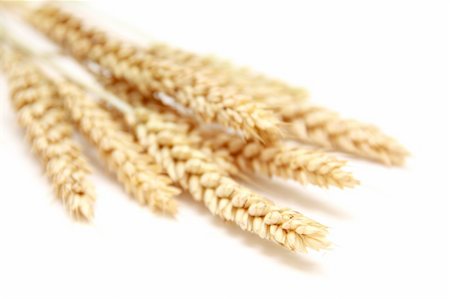 bunch wheat on white background Stock Photo - Budget Royalty-Free & Subscription, Code: 400-05309823