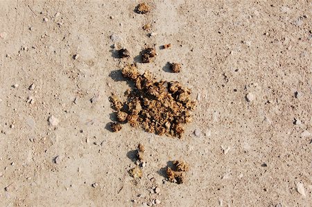 Close-up of animal excrement on ground, on an agriculture farm Stock Photo - Budget Royalty-Free & Subscription, Code: 400-05309932