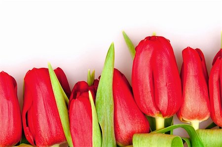simsearch:400-04340566,k - beautiful red tulips on white Photographie de stock - Aubaine LD & Abonnement, Code: 400-05300502