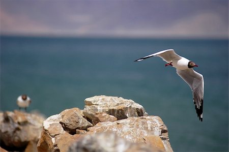 simsearch:400-05203222,k - Still view of a flying seagull passing by the island Fotografie stock - Microstock e Abbonamento, Codice: 400-05300568