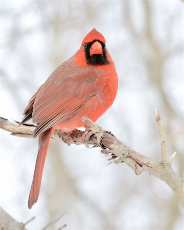 A male cardinal perched on a tree branch. Stockbilder - Microstock & Abonnement, Bildnummer: 400-05301267