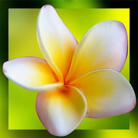 subtropical - Frangipani Plumeria flower. EPS 8 vector file included Stock Photo - Budget Royalty-Free & Subscription, Code: 400-05301342