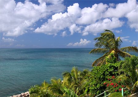 simsearch:400-04305247,k - Tropical vegetation along the coastline of Saint Kitts. Stock Photo - Budget Royalty-Free & Subscription, Code: 400-05301467