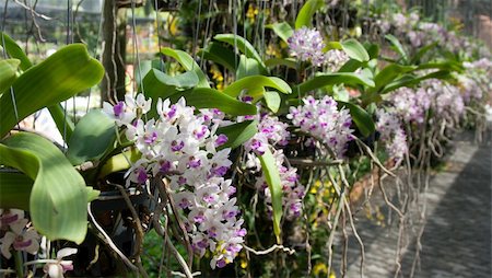 simsearch:700-03865690,k - Orchids grow in pot, hung midair in Thailand Stock Photo - Budget Royalty-Free & Subscription, Code: 400-05301682