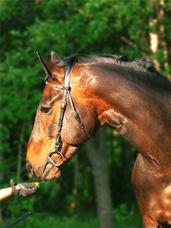 portrait of bay horse outdoor sunny day Foto de stock - Super Valor sin royalties y Suscripción, Código: 400-05301715