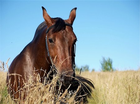 portrait of bay horse outdoor sunny day Foto de stock - Super Valor sin royalties y Suscripción, Código: 400-05301716