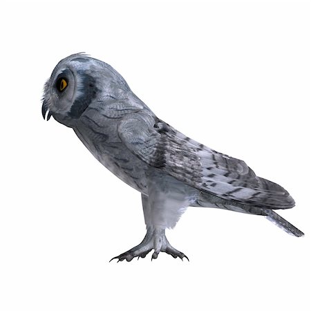 Scops Owl Bird. 3D rendering with clipping path and shadow over white Stock Photo - Budget Royalty-Free & Subscription, Code: 400-05301798